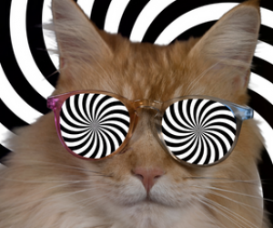 pisica cu ochi hipnotici